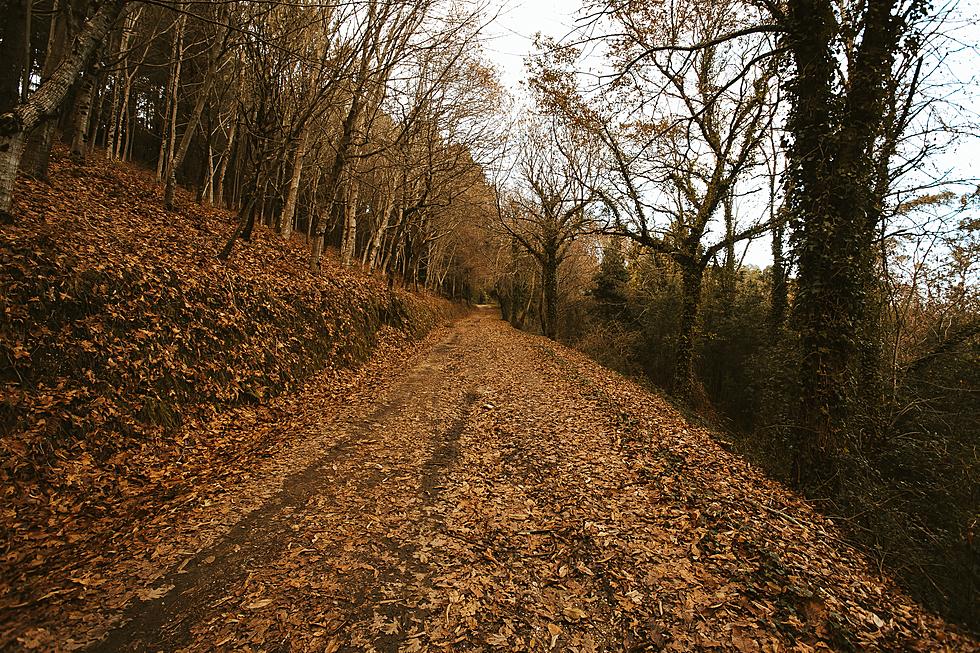 Central Minnesota Urban Legends: The Hairy Man of Vergas Trail