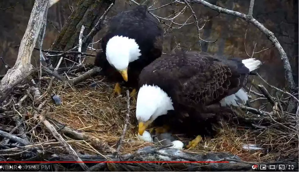 First Egg Spotted on Minnesota DNR&#8217;s Eagle Cam