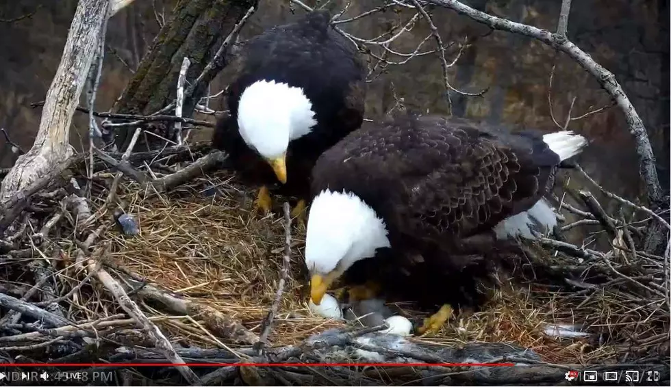 MN DNR Eagle Camera Up and Running for 2021