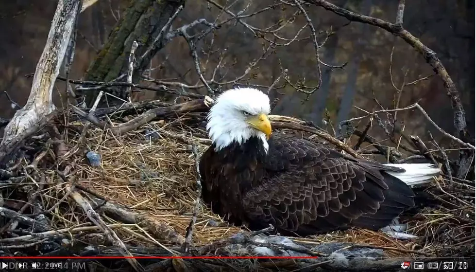 MN DNR EagleCam Captures First Egg In Nest