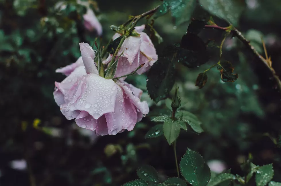 Old Farmers Almanac Predicting a Rainy and Cool April for Minnesota