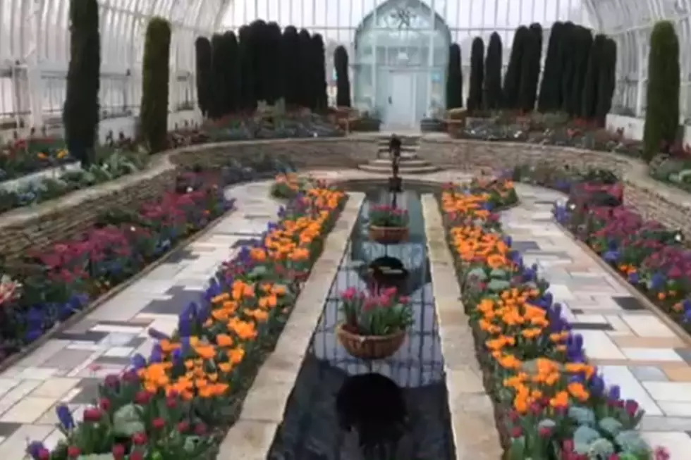 Como Park Conservatory Hosting Spring Flower Show Online