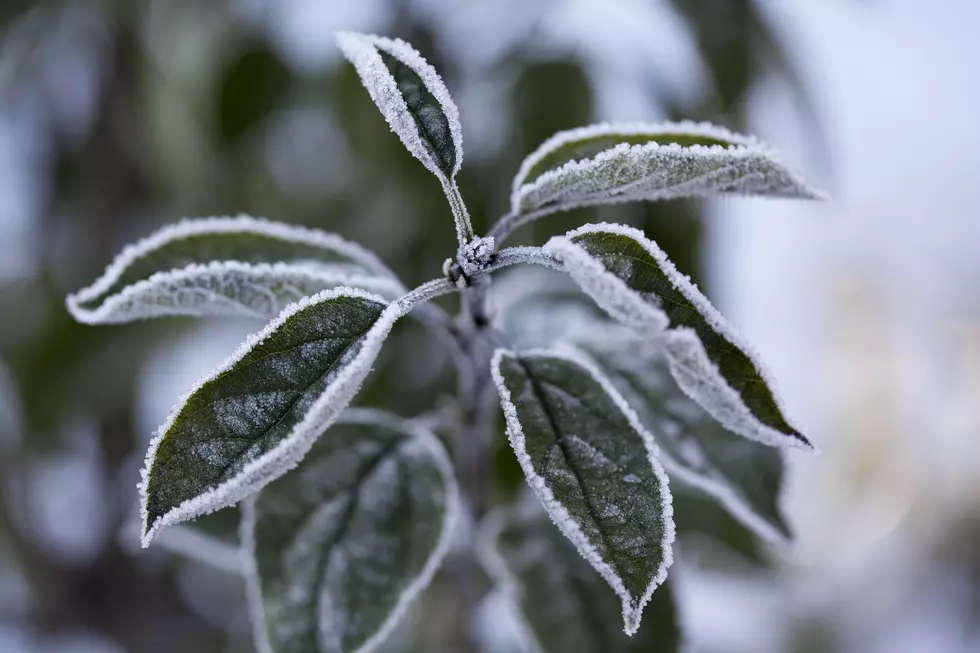 Protect Your Plants, Widespread Frost Expected Overnight