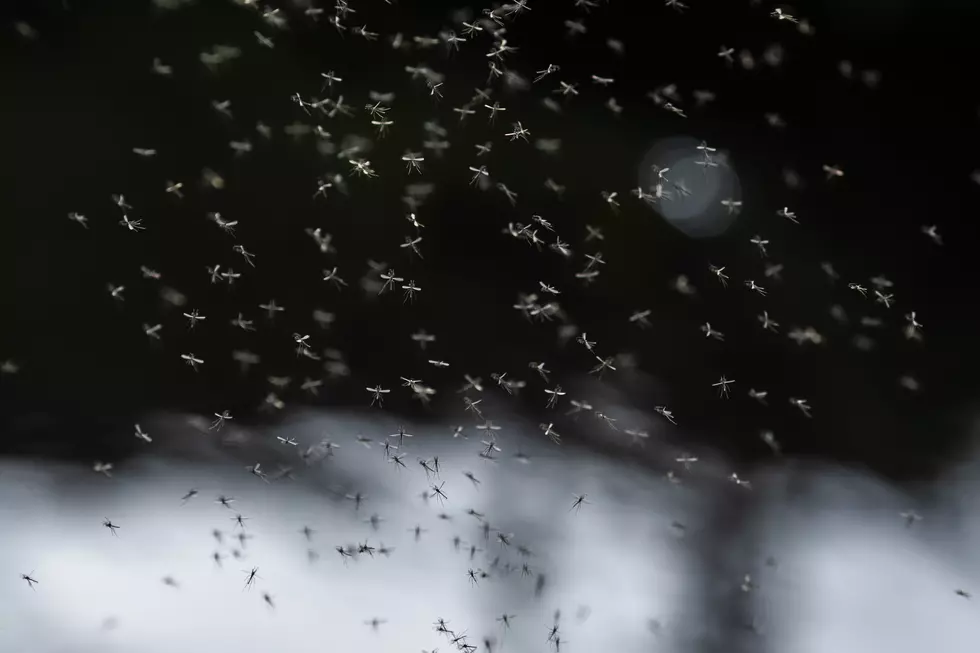 Are the Gnats Driving Anyone Else Crazy this Spring?