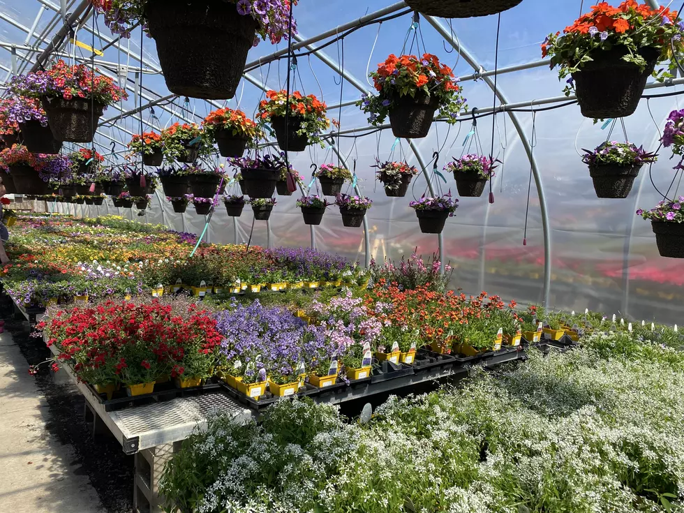 Foley High School Hosting 20th Annual Greenhouse Sale