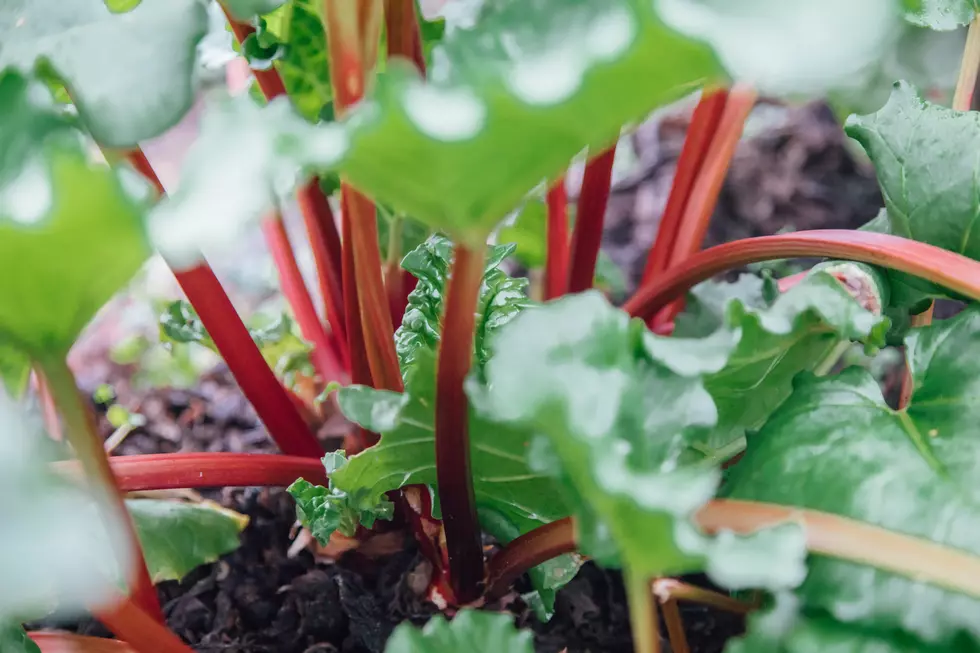 MN Restaurant Creates a Burger Made of Rhubarb