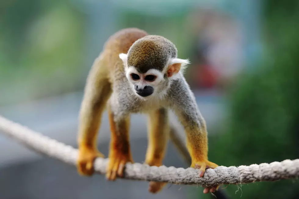 Little Falls Pine Grove Zoo Adds Squirrel Monkeys To Zoo Family