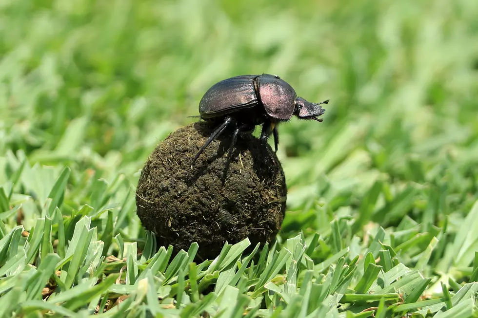 Dung Beetle Spotted An Hour-and-a-Half North of St. Cloud
