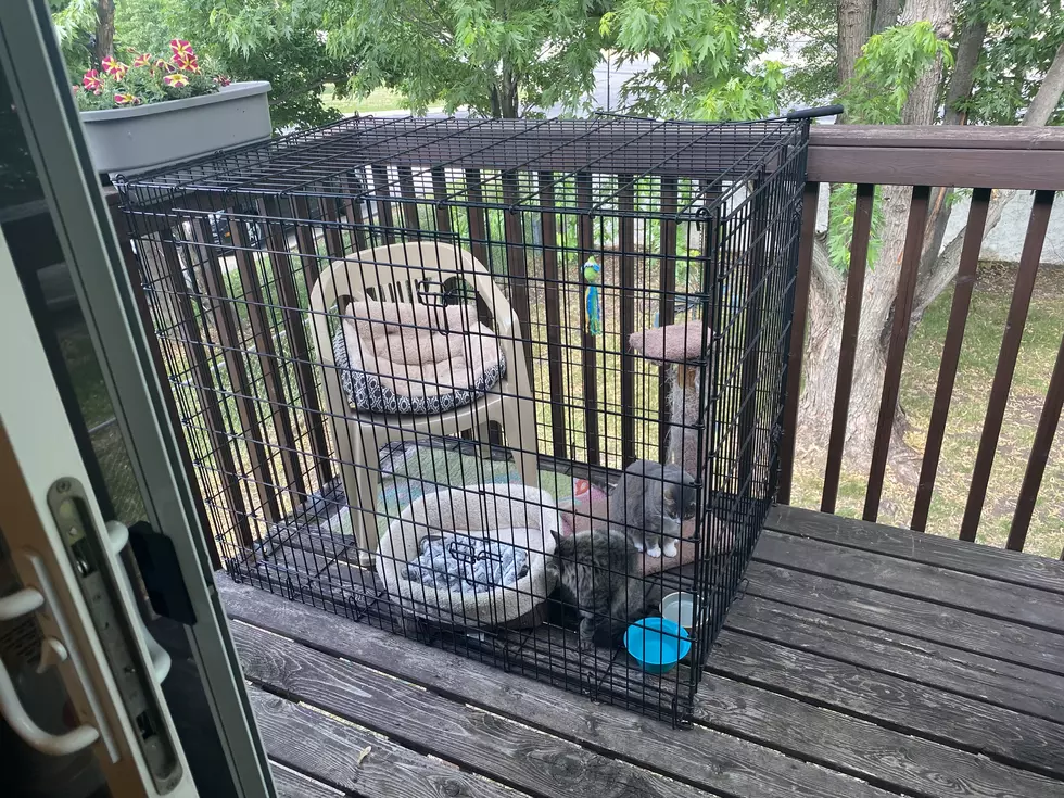 I Made A &#8220;Catio&#8221; Out Of A Dog Kennel [GALLERY]