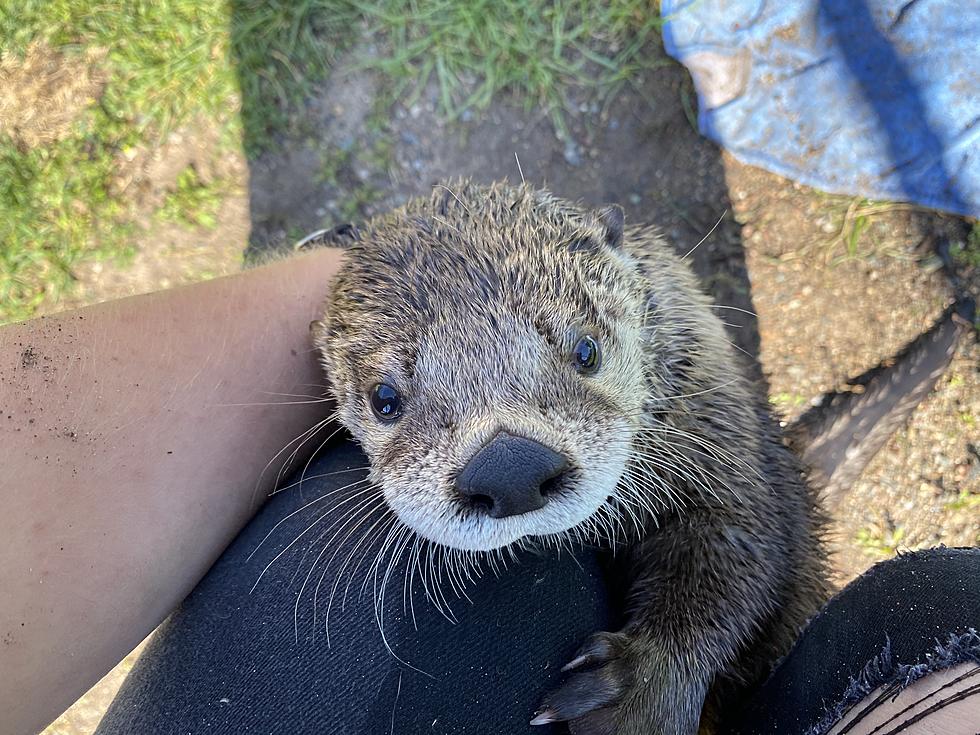 Meet a Baby Otter at Pine Grove Zoo in Little Falls This Summer
