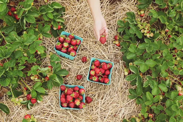Your Central Minnesota Guide To Strawberry Picking