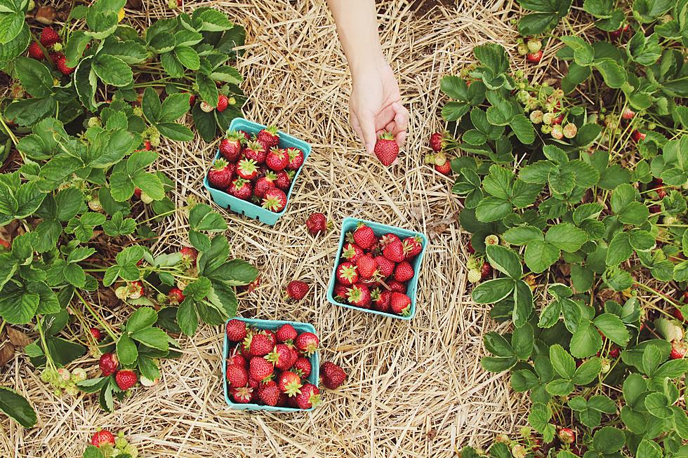 Central MN Guide to Picking Your Own Fresh Berries from the Farm