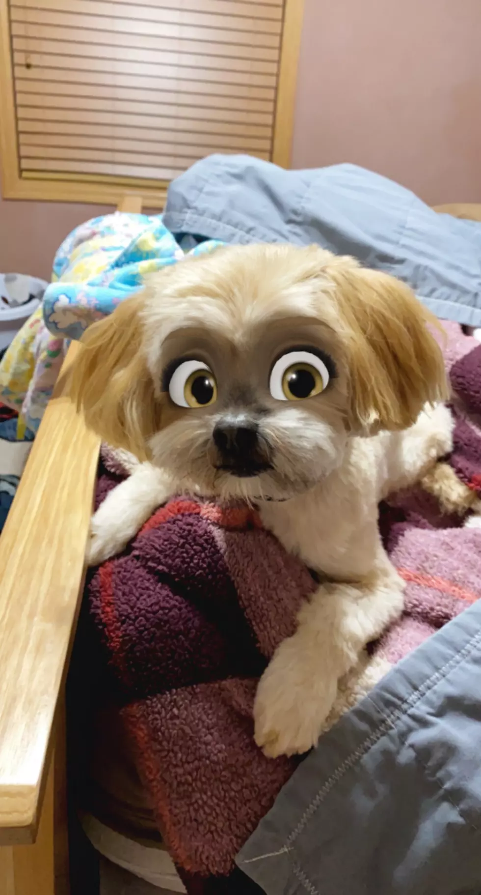 This Snapchat Filter Makes Your Dog Look Like a Disney Character