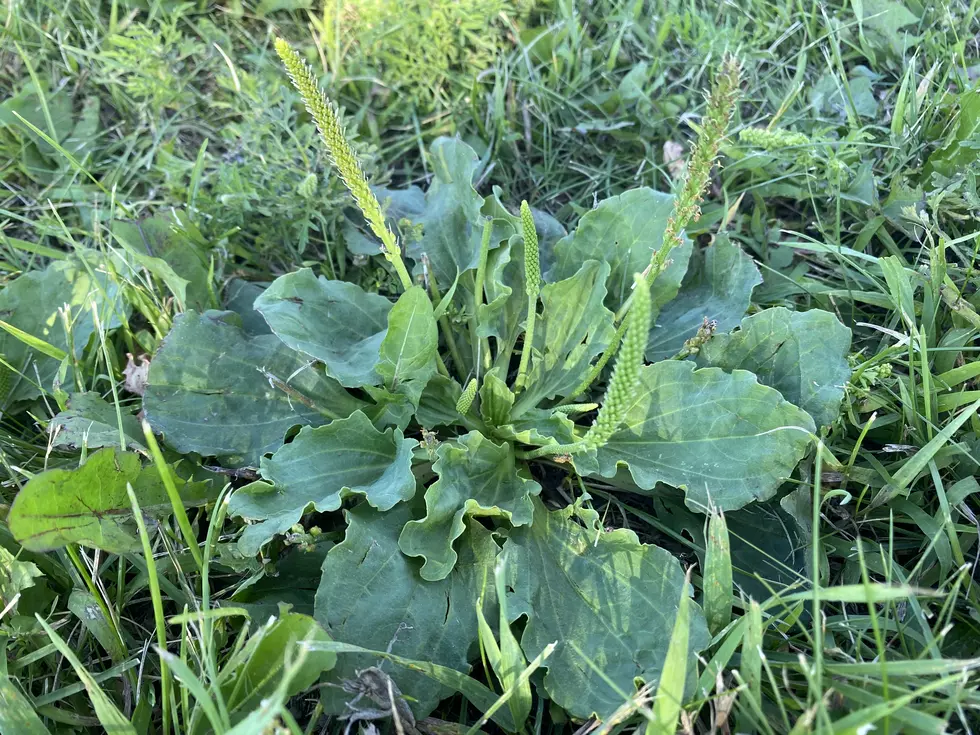 This Weed That Grows in Minnesota Yards is Totally Edible