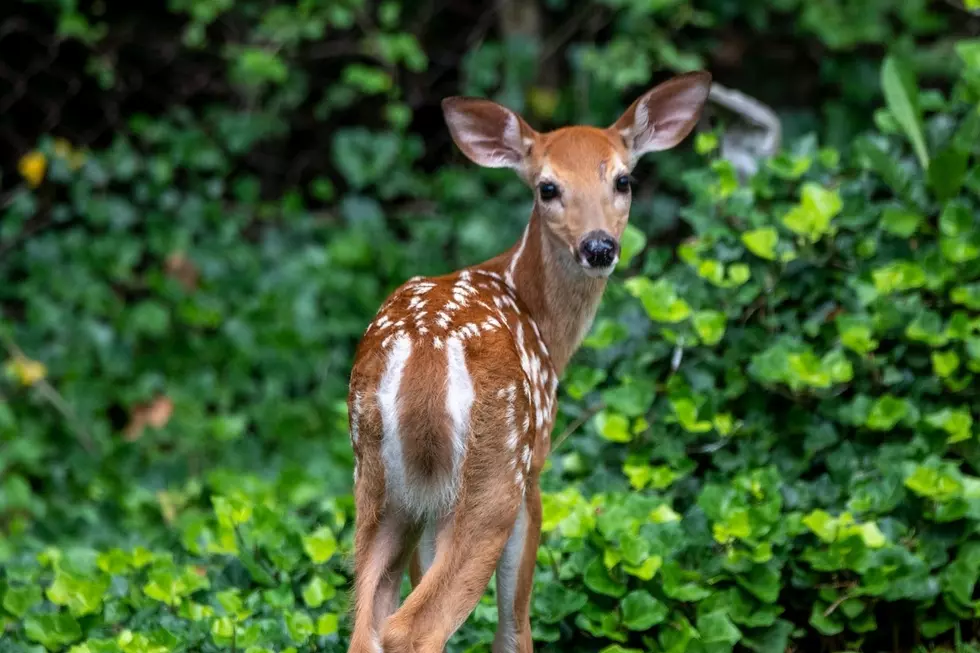 Pet Baby Deer at This Wildlife Center 90 Minutes From St. Cloud