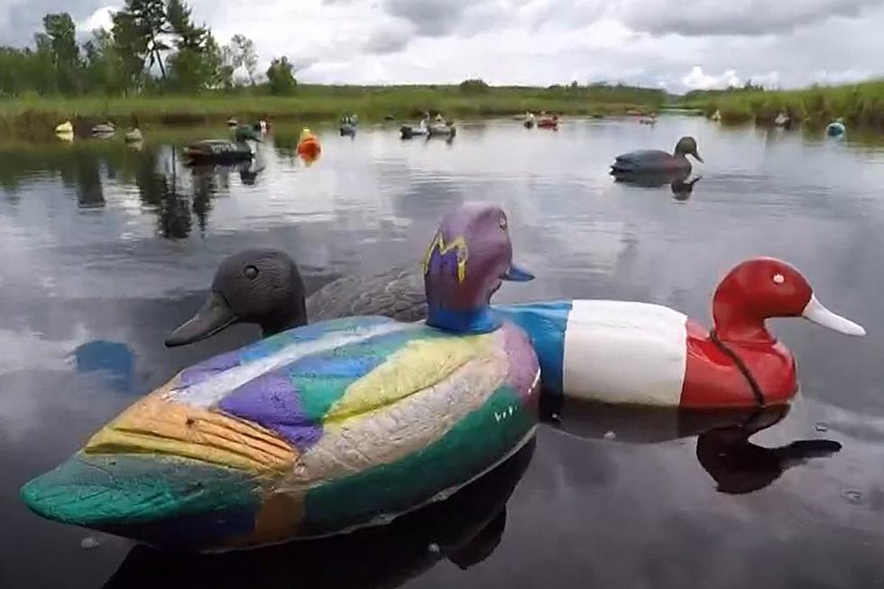 There is a Ditch in Central MN Filled with Painted Duck Decoys