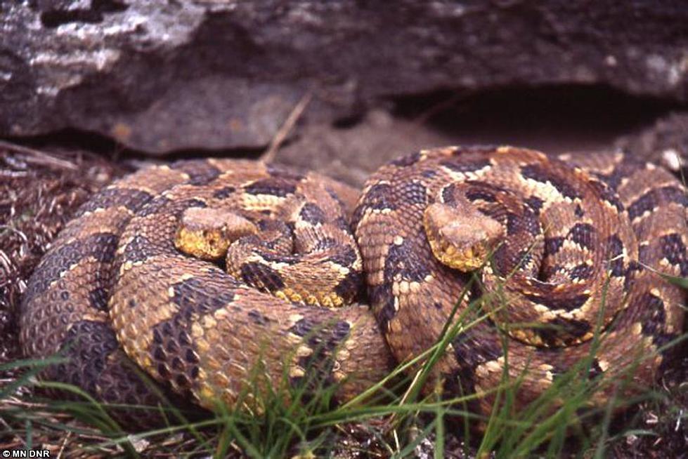These are the 17 Snakes that Call Minnesota Home
