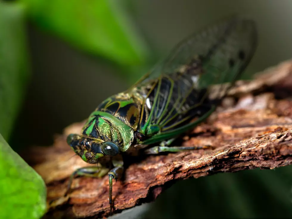 Hearing Cicadas in Minnesota? It Could Mean Frost is on the Way