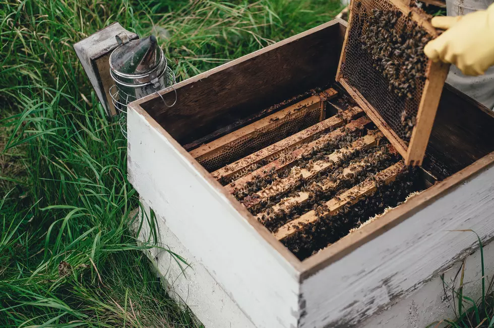 Intro to Bee Keeping: Online Workshop Registration