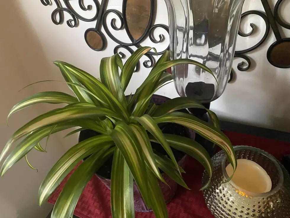 Celebrate Indoor Plant Week With a Spider Plant