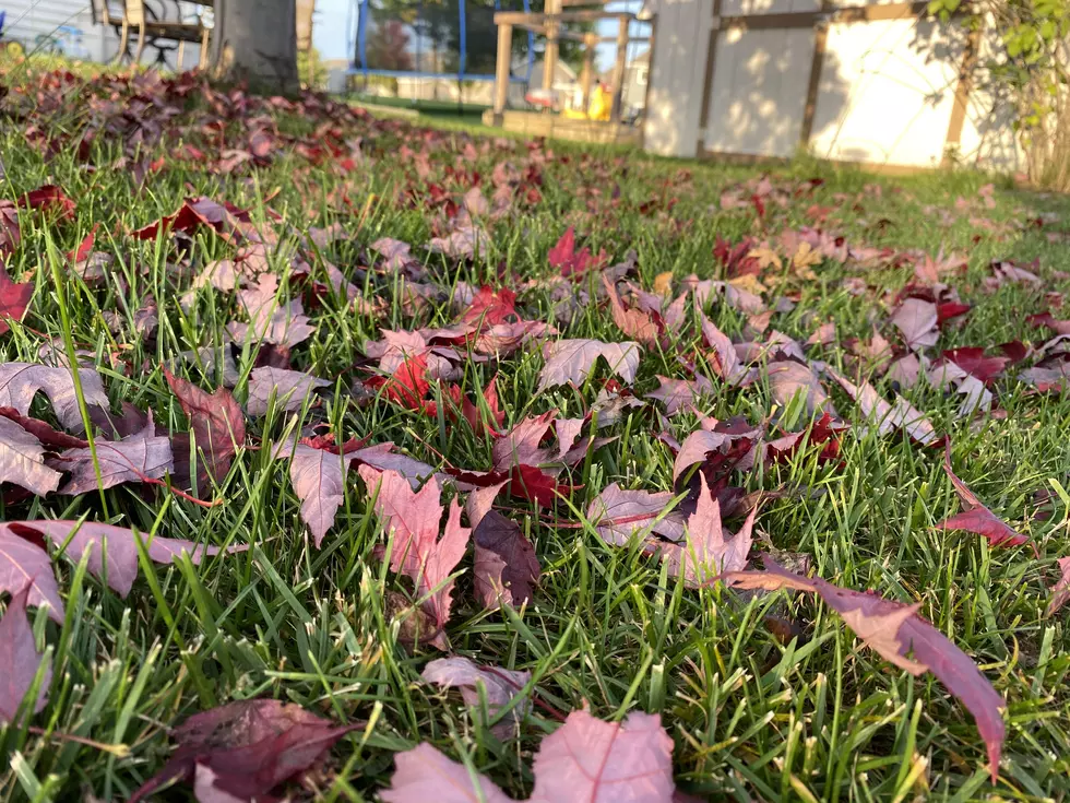 This North Mankato Resident Was Taken To Court For His Lawn! I&#8217;m Sorry, What?