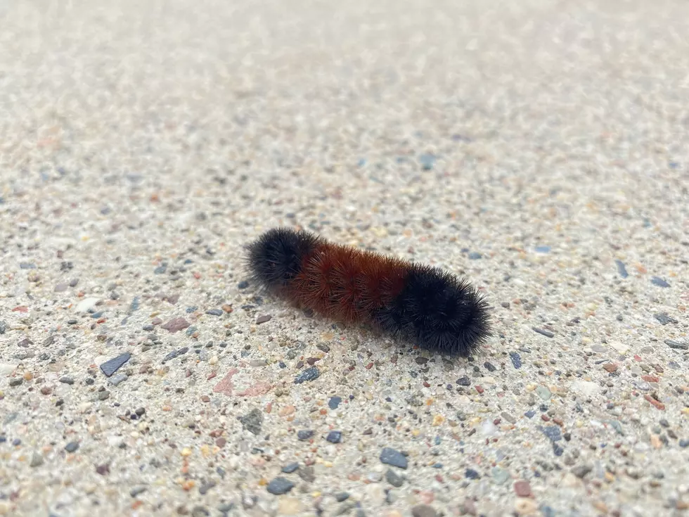 This Minnesota Caterpillar Can Predict the 2020 Winter Forecast