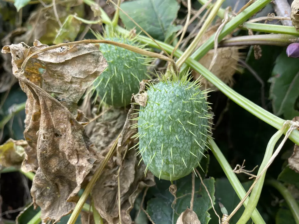 This Wild Plant in Minnesota Serves No Real Purpose