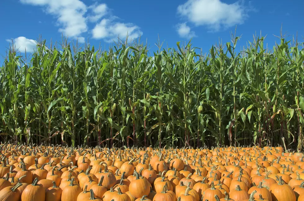 Sam’s Pumpkin Patch In Montevideo Opens This Weekend