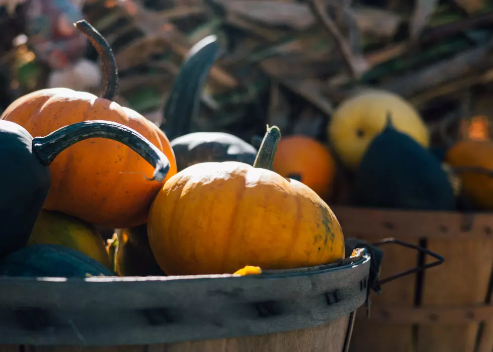 ‘Best Pumpkin Patch In MN’ Located In Wyoming