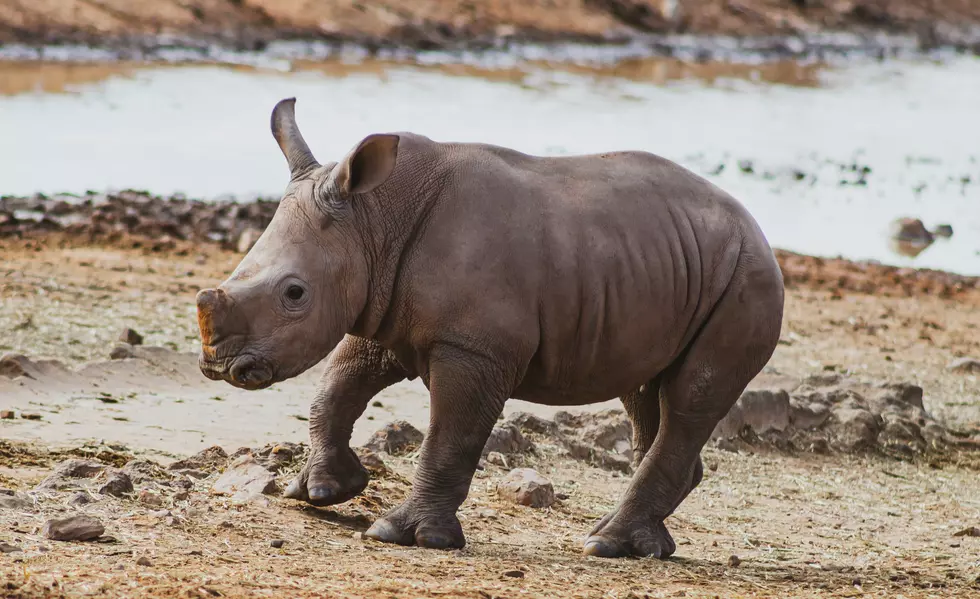 Hempker Park Zoo Gets a Baby Rhino