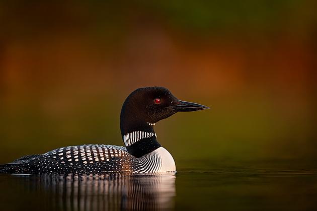 10 Facts Every Minnesotan Should Know About Our State Bird &#8211; The Loon