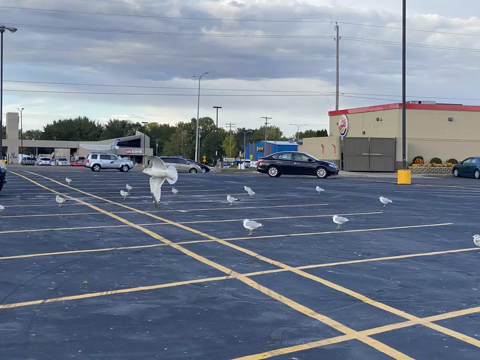 St. Cloud’s Official Bird Should Be the Savers Parking Lot Seagulls