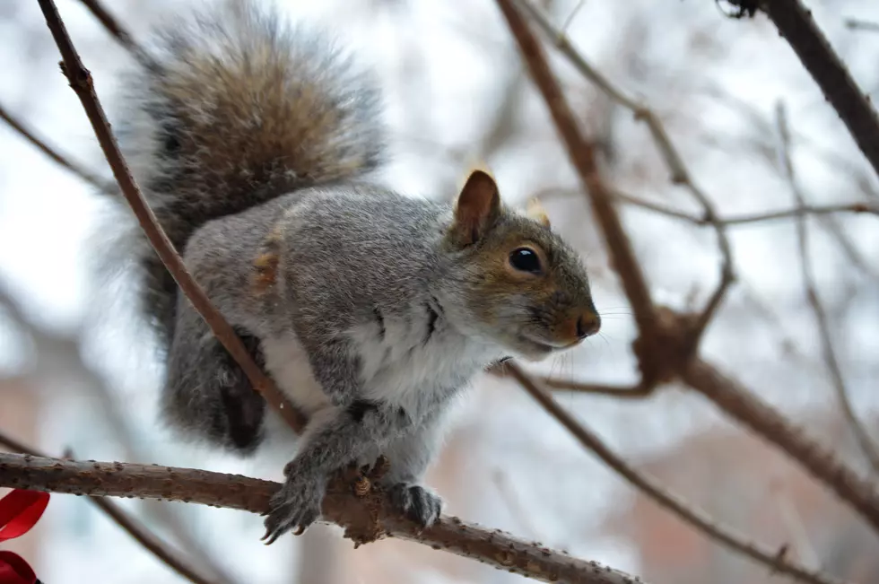 Squirrels Reportedly Being Shot With Darts in East St. Cloud