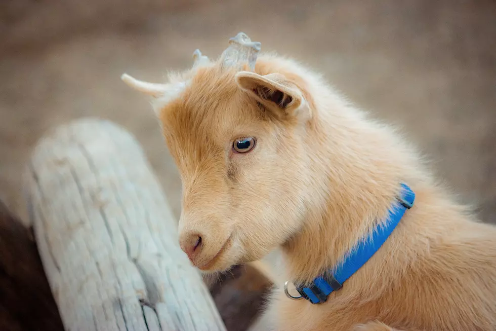 Love Goats? Register For Thursday&#8217;s Goat Webinar Workshop