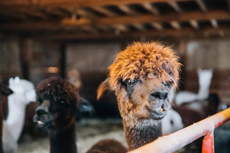 Hang Out with Llamas for the Day 90 Minutes from St. Cloud