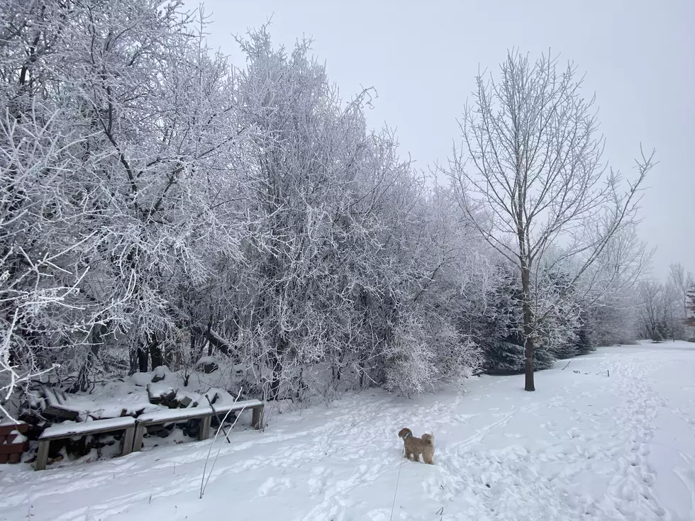 Keep an Eye Out for ‘Snow Fleas’ in Minnesota Yards