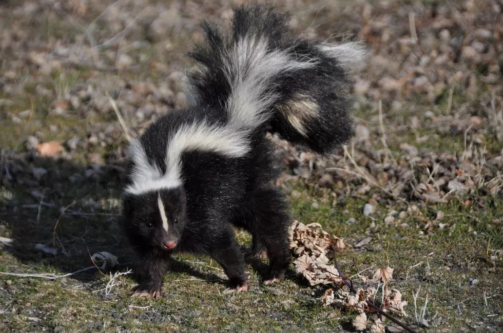 Having a Pet Skunk In Minnesota Could Result in a Jail Time or a $1000 Fine