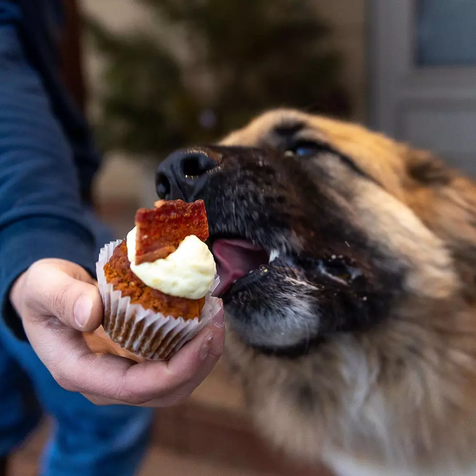 Jule’s Bistro January ‘Kindness Cake’ Supports Shelter Animals