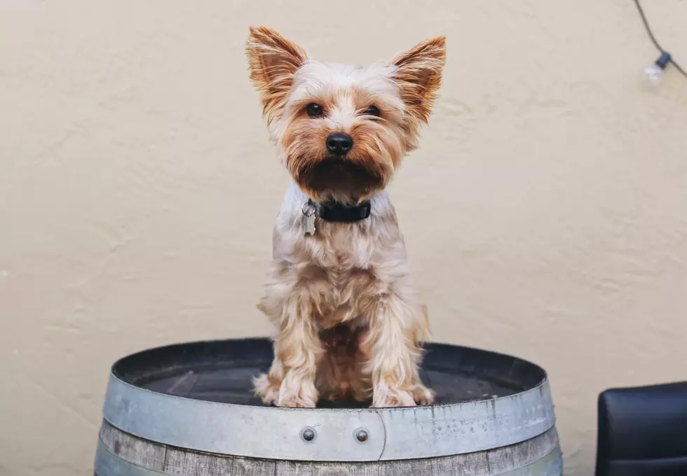 Pet-Safe Wine for Your Valentine Cats &#038; Dogs