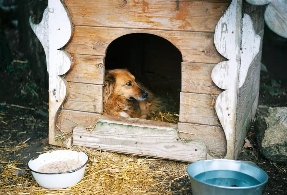 Make Sure Your Dog House is Up to Code in Minnesota