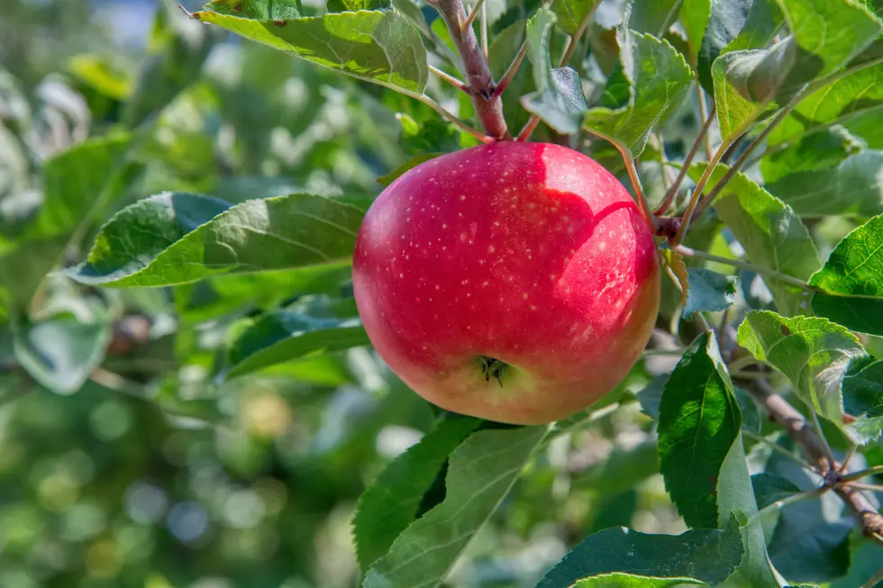 The University of Minnesota Brings Us a New Apple Tree