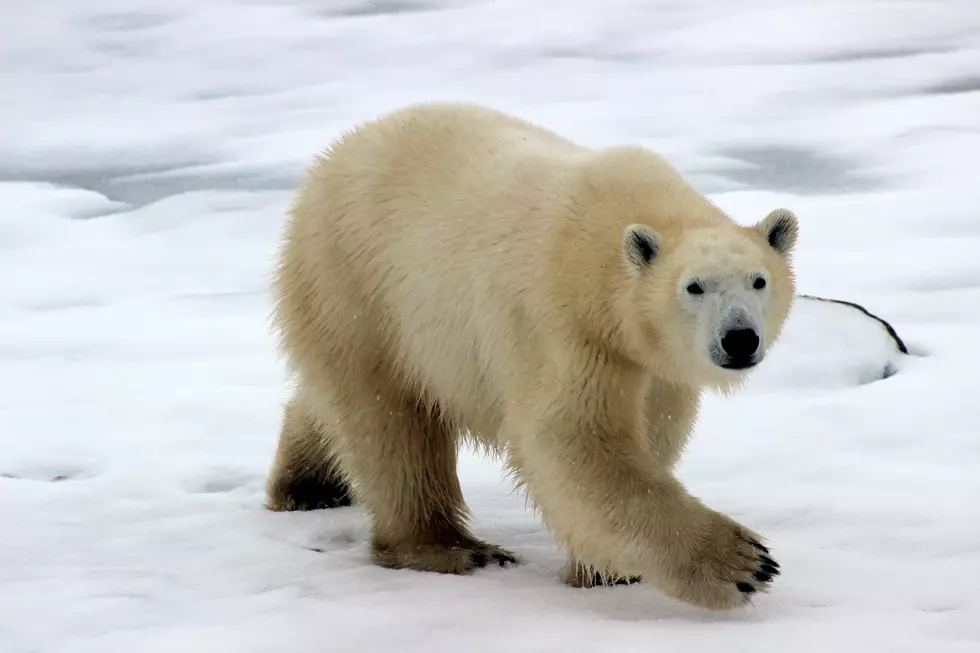 Como Zoo Welcomes a New Polar Bear