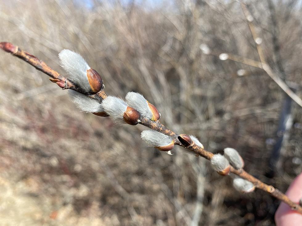 Pussy Willows Have Bloomed in St. Cloud, Here is What That Means