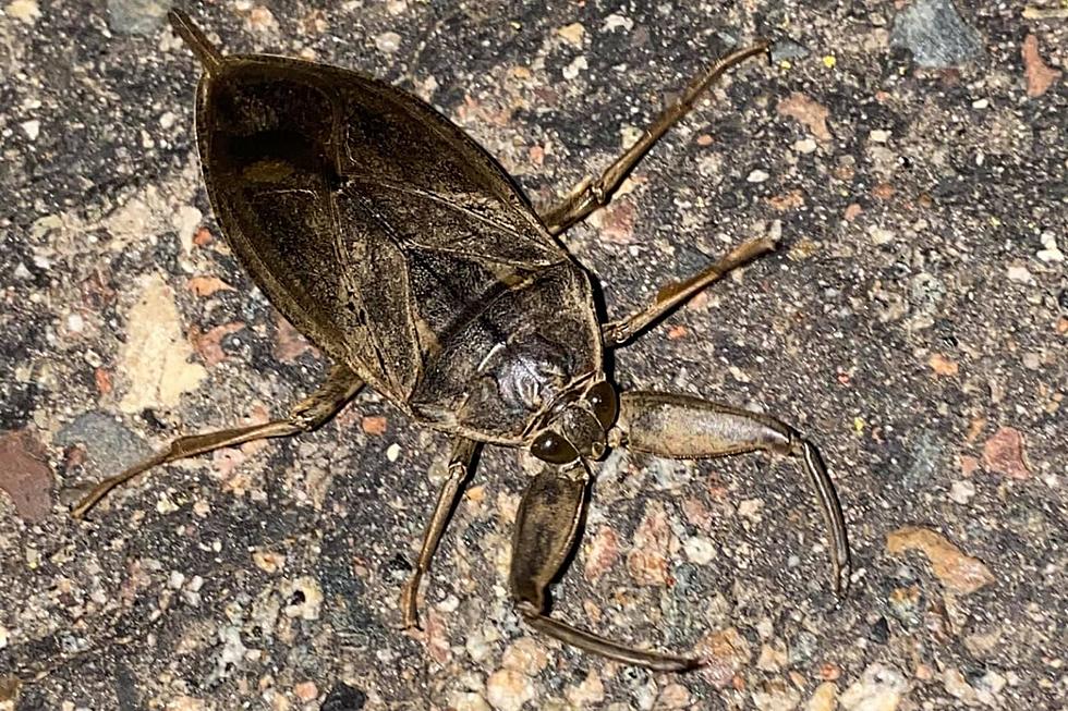 Minnesota is Home to the Largest Bug in the United States