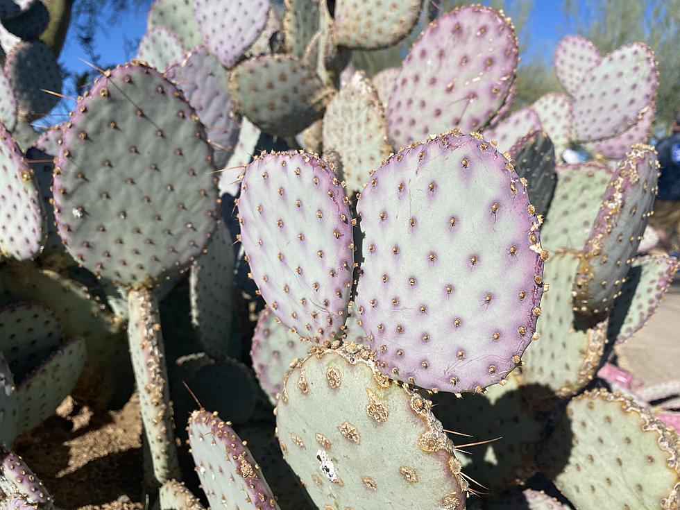 Did You Know Prickly Pear Cactus Grow Wild in Minnesota?