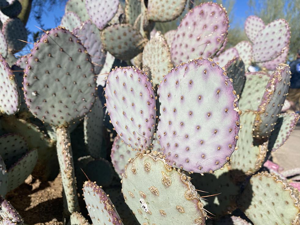 Prickly Pear Cactus Grows Wild in Minnesota