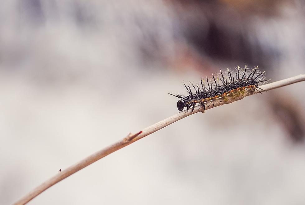 Beware Stinging Caterpillars in Minnesota