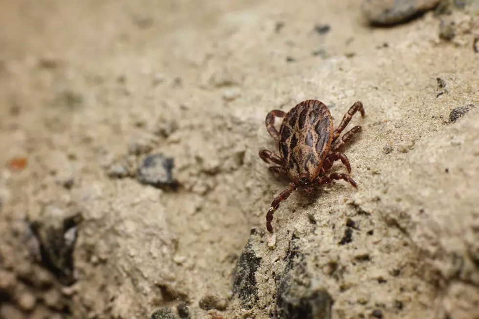 Here’s Your 2021 Tick Forecast for Central Minnesota