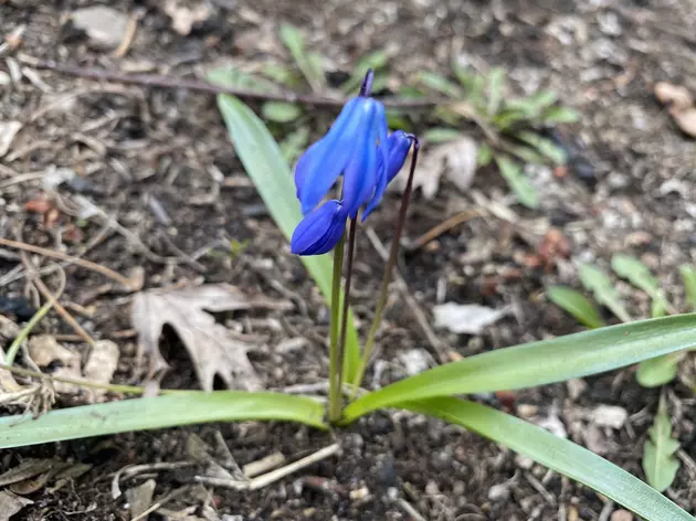 Beautiful Spring Squill Can Be Invasive: Arrest The Pest