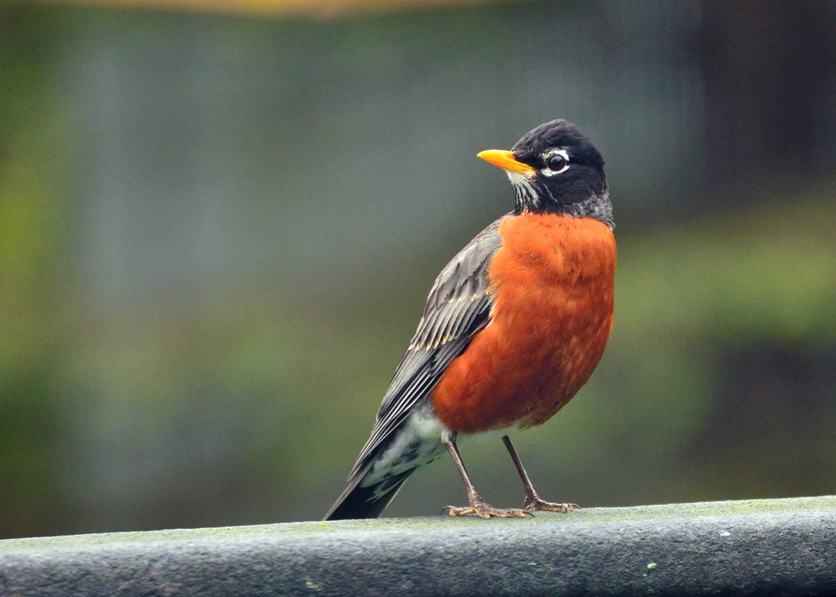 The Most Commonly Seen Bird in Minnesota is Not a Robin